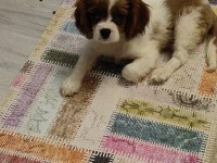 Ev ortamından safkan yavru köpekler