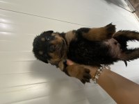 Rottweiler yavrular 6 adet