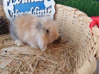 Teddy lop tavşanı yavruları