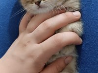 Uygun puanlı british golden tabby 50 günlük british longhair