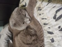 Scottish fold kedisi 1 yaşında
