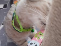 Evcil british shorthair dişi