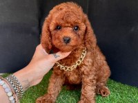 Safkan Toy Poodle Bebekler