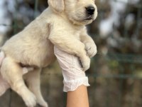 Bebek Yüzlü Irk Garantili Golden Retriever Yavrular