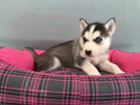 HUSKY BEBEKLER (HER RENK)