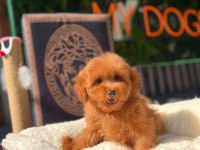 Mini Toy Poodle yavrular