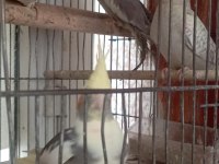 Ele alışık pied grey lutino sultan yavrular yeme düştü