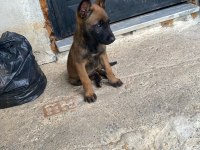 2 Aylık Mermi Gibi Erkek Belçika Kurdu