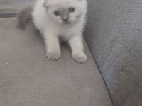 44 günlük scottish fold yavrular