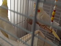 Takım Kırmızı Göz Sultan Papağanı