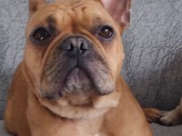 Acil Satılık French Bulldog