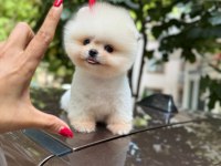 2 aylık erkek pomeranian yavru