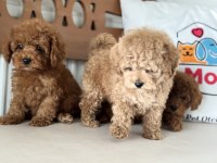 Petmode köpek çiftliğinde ziyarete açık toy poodle