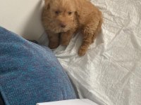 2 aylık orjinal toy poodle