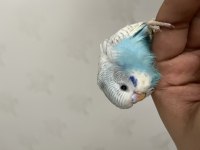 YENİ YEME DÜŞMÜŞ BEBEK MUHABBET KUŞU