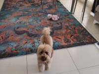 Toy poodle tüm aşıları tam