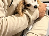 Minik cavalier king charles kızımız