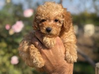 Teacup boy red brown poodle köpekler