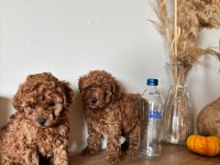 Oyuncak Boyutlu Tatlış Toy Poodle Bebekler