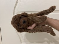 Erkek red toy poodle