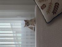 British shorthair 3 aylık