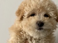 Sağlıklı dişi maltipoo