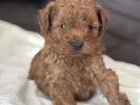 Harika Kalitede Toy Poodle Yavrularımız