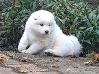 Samoyed yavrularımız ırk garantilidir
