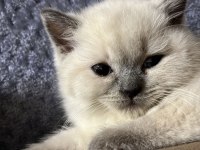 British Shorthair Blue Point Yavrularımız