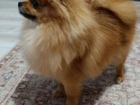 Pomeranian Boo Erkek Ve Dişi Yavrularımız