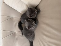 AŞILARI YAPILDI TUVALET EĞİTİMİ VARDIR BRİTİSH