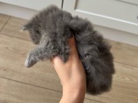 British Longhair Yavru