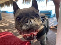 Şımarık french bulldog kızımızı sahiplendiriyoruz
