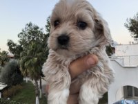 Maltipoo yavru köpekler