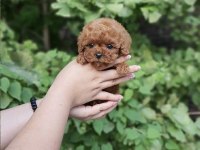 EŞSİZ POODLE BEBEK