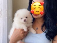 Teacup Pomeranian Boo Dişi Bebeklerimiz