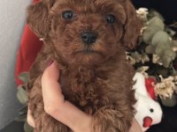 Safkan Kore bebekler toy poodle