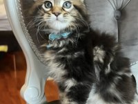 Xxxl Main Coon Orman Rengi Kedimiz