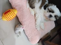 4 Aylık shih tzu Dobby Yeni yuvasını arıyor