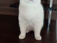 Şampiyon anne ve babadan scottish fold yavrular