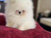KRALİÇE GİBİ POMERANİAN BOO DİŞİ