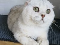 Scottish fold shorthair bs 11 erkek