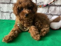 Toy poodle
