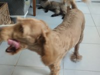 Yedi aylık Korea maltipoo
