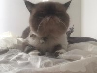 2 yaşında exotic shorthair