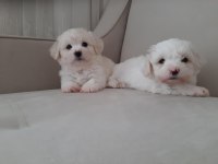 Maltese terrier Yavru