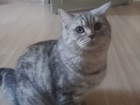 British Shorthair Kedisi