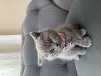 40 günlük dişi british shorthair