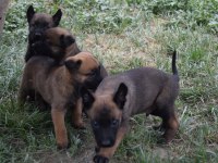 A kalite dişi Malinois Yavrular