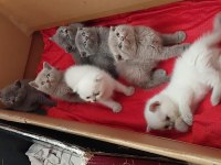 SCOTTİSH BRİTİSH AYI SURAT A KALİTE SAFKAN YAVRULAR
